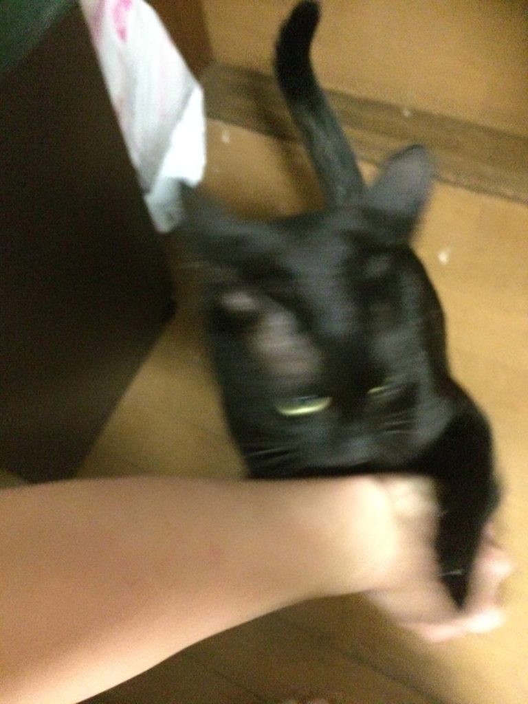 猫さん 荒れ狂う 黒猫画像可愛い 茶トラもいいなぁ 雑なまとめ