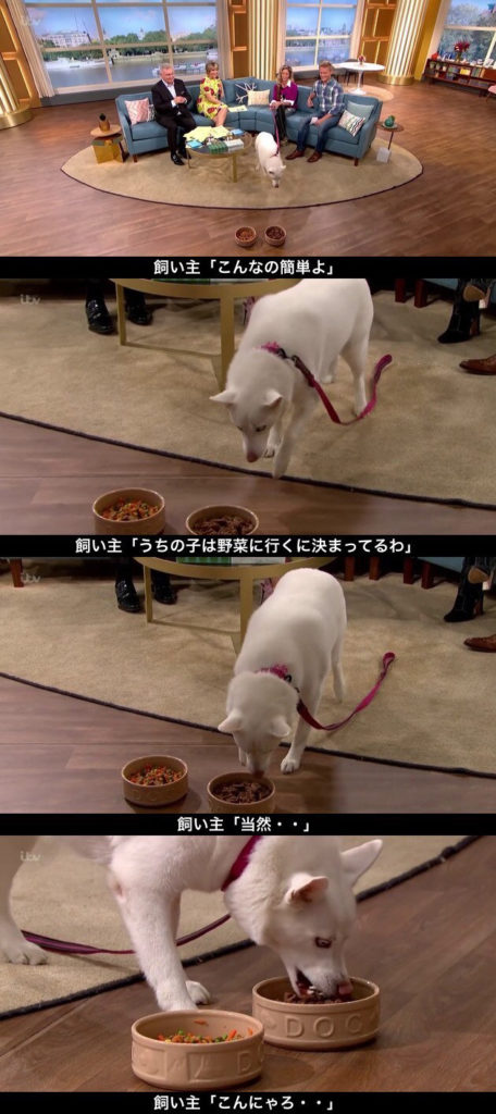 ヴィーガン 人間は肉食わなくても生きていけるから食わない まだわかる 犬にも強要するのか 雑なまとめ