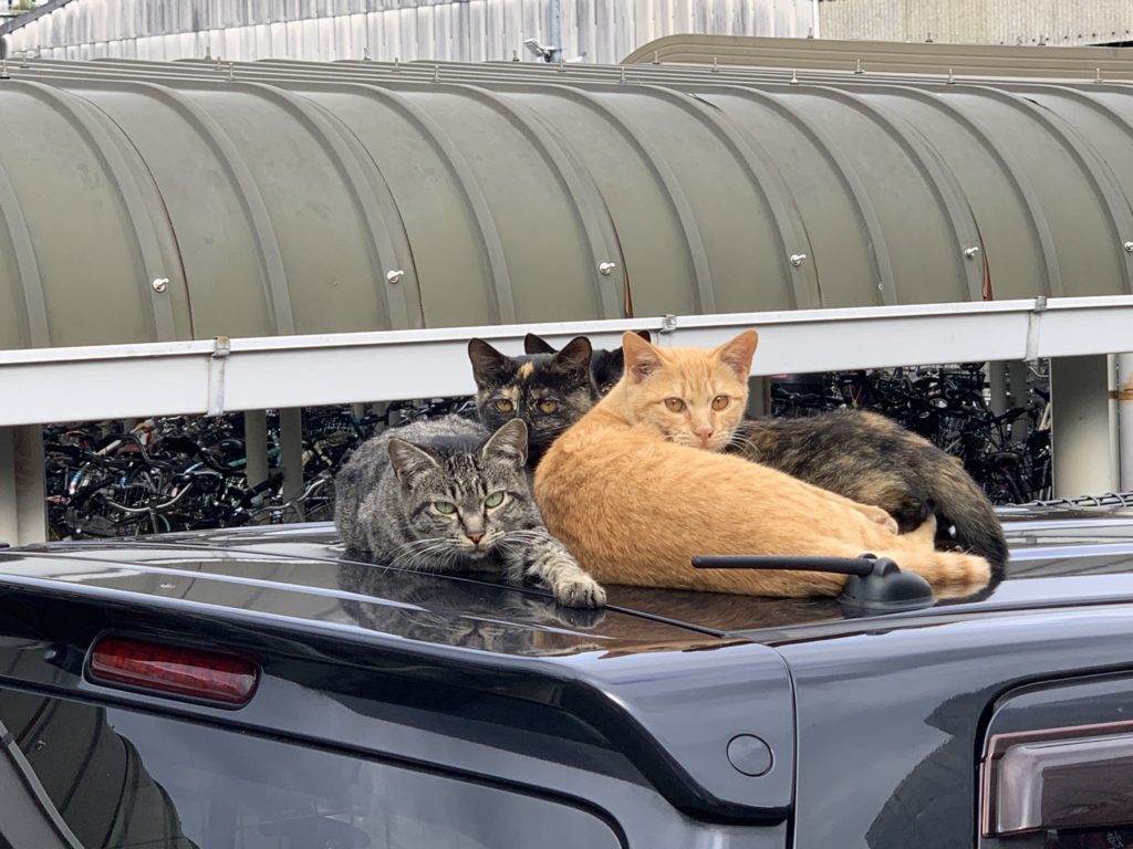 ネッコ饅頭見つけたンゴ 車の上で固まる猫可愛すぎ 雑なまとめ