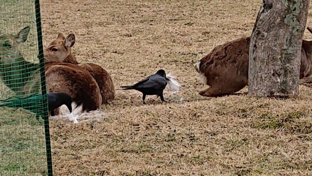 少女 カラス大好き 餌あげる カラス 何時も有難うな 雑なまとめ