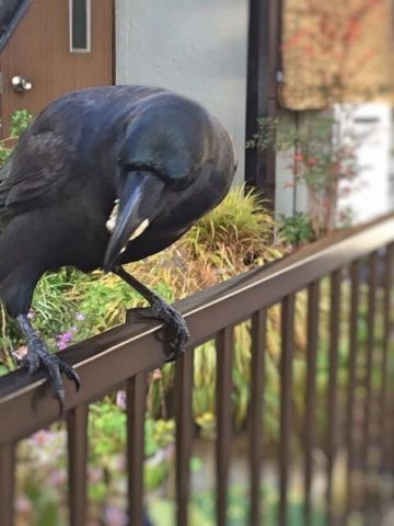 少女 カラス大好き 餌あげる カラス 何時も有難うな 雑なまとめ