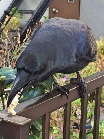 少女 カラス大好き 餌あげる カラス 何時も有難うな 雑なまとめ