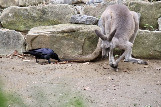 少女 カラス大好き 餌あげる カラス 何時も有難うな 雑なまとめ