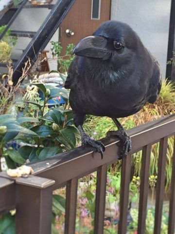 少女 カラス大好き 餌あげる カラス 何時も有難うな 雑なまとめ