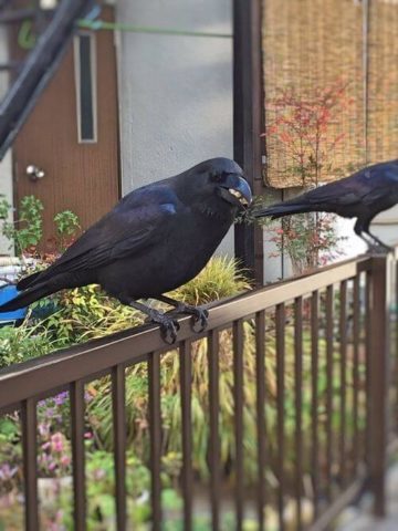 少女 カラス大好き 餌あげる カラス 何時も有難うな 雑なまとめ