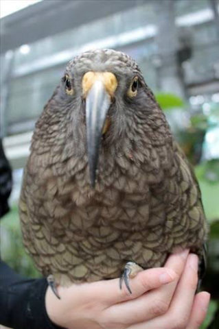 少女 カラス大好き 餌あげる カラス 何時も有難うな 雑なまとめ