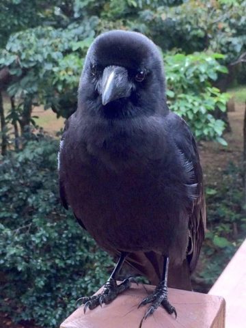 少女 カラス大好き 餌あげる カラス 何時も有難うな 雑なまとめ