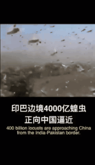 中国 迫り来るイナゴ4億匹に対しアヒル10万羽を動員し一大決戦へ 雑なまとめ