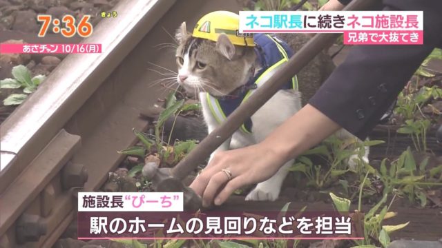 朗報 現場猫そっくりのヌッコさんが見つかる 雑なまとめ