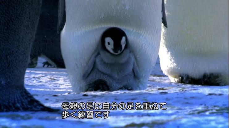 画像 ペンギンの赤ちゃん お母さんと一緒に歩く練習をする 雑なまとめ
